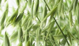 蔸麻豆,探寻古老植物的神奇魅力